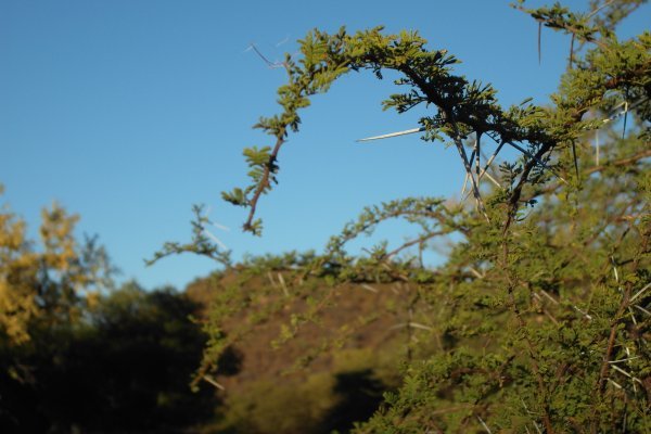 Thorn tree, Pilanesberg