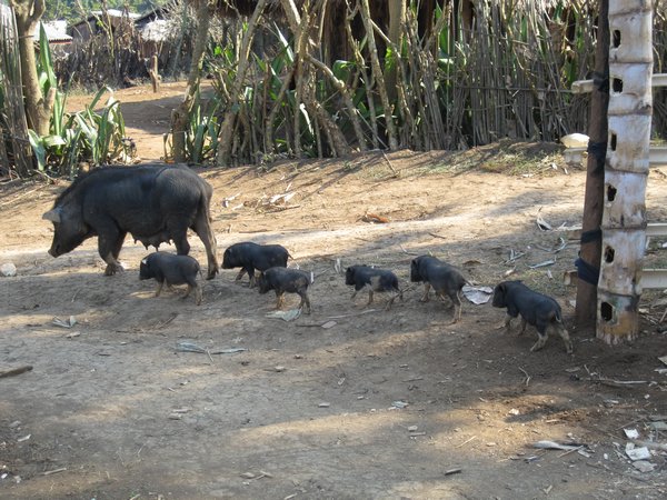 Mother pig and her piglets