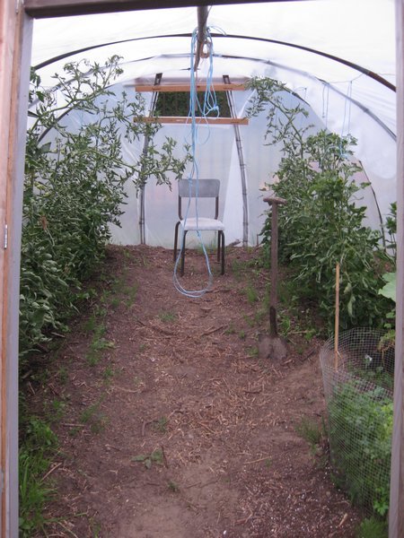 The polytunnel