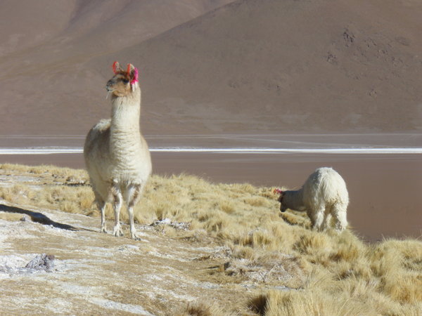 Llamas in front of red lake