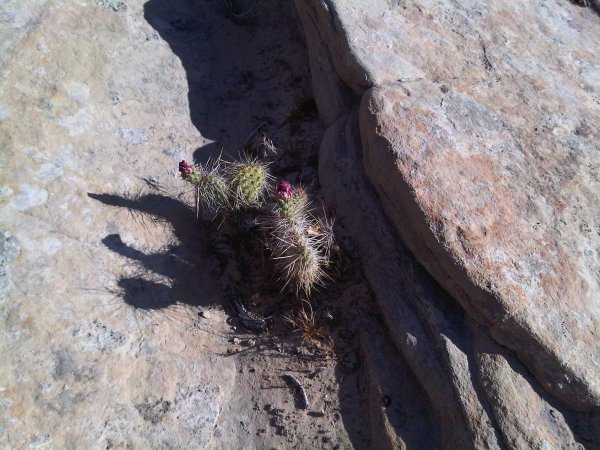 Cactus as physical erosion