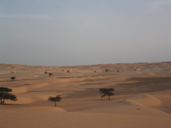 More Desert