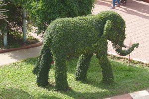 a nice bit of topiary