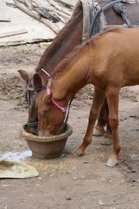 a well-earned drink...at least for the mare