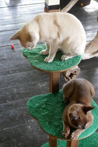 lilac and brown Burmese cats
