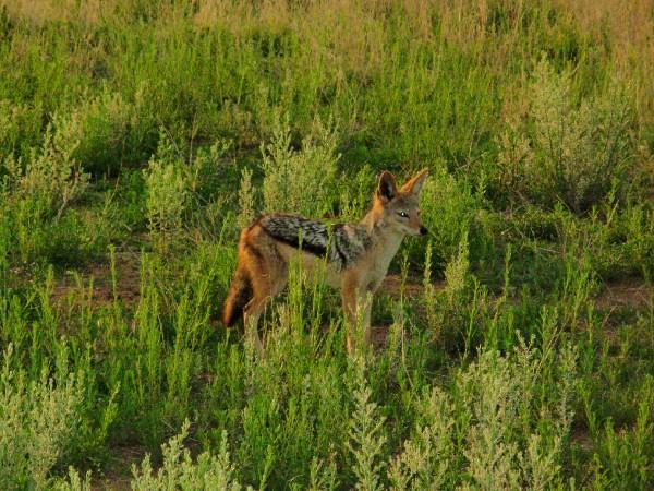 black-backed jackal in the late afternoon light