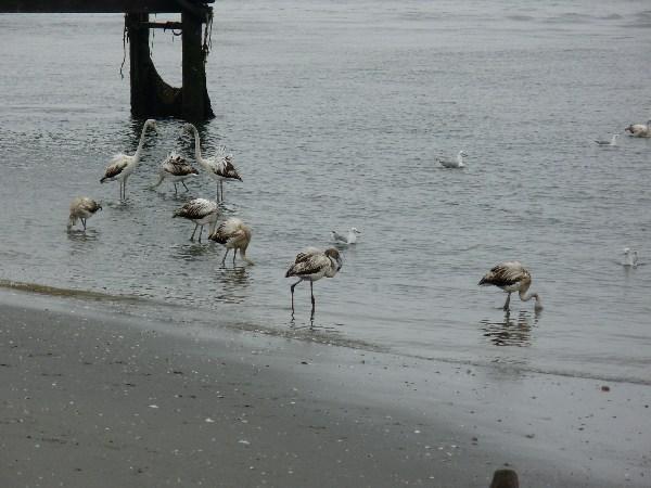 young flamingos at Walvis Bay