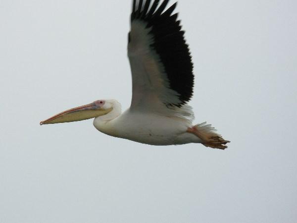 a hopeful pelican