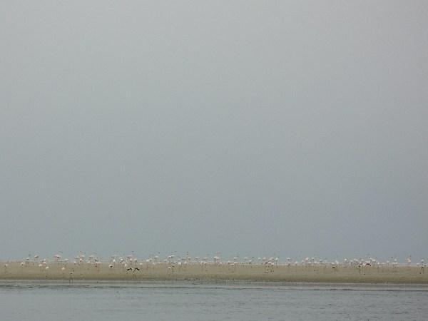 flamingos on the sand spit bordering Walvis Bay