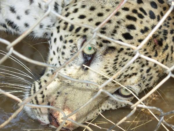 the leopard back in the cage trap to come round