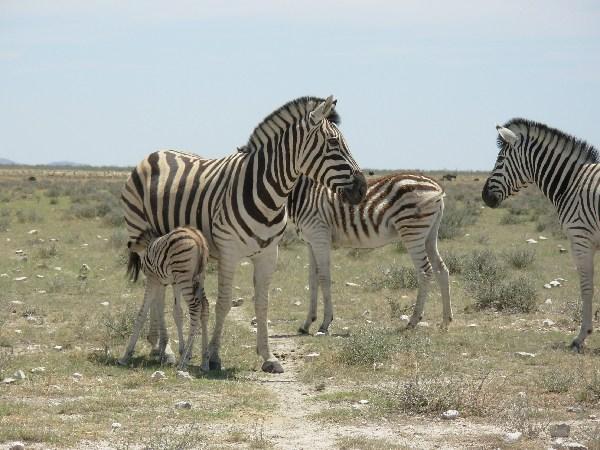 zebra in Etosha