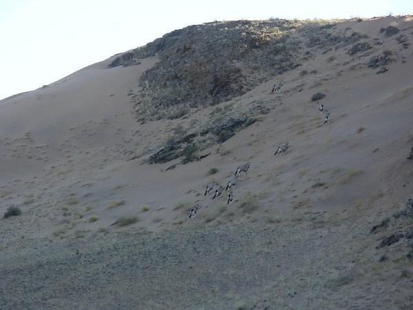 gemsbok climbing a dune