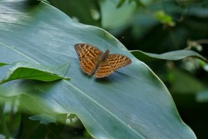 one of the multiplicity of butterflies on the Wli Falls trek