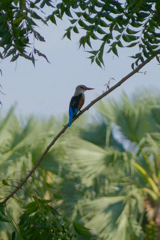 grey-headed kingfisher