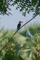 grey-headed kingfisher