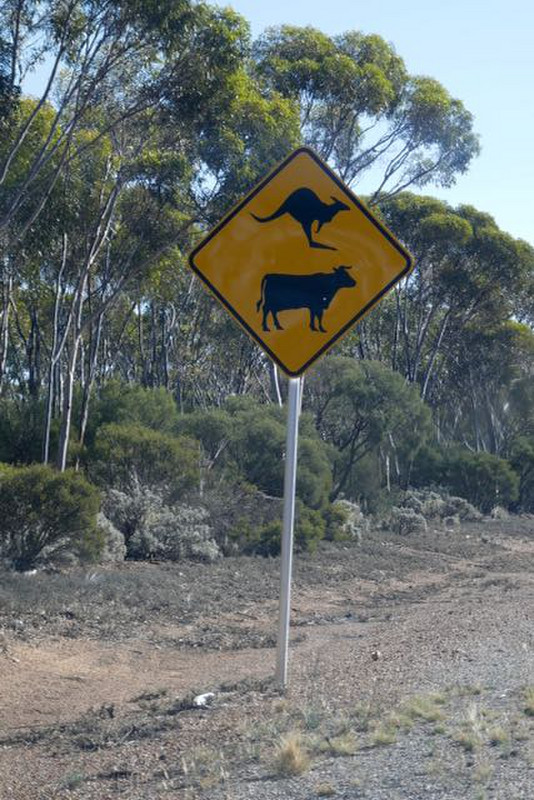 beware kangaroos jumping over cattle