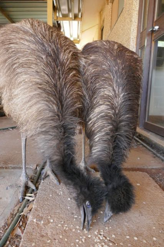 hungry emu chicks at the door