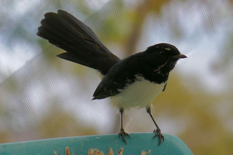 persistent willie wagtail
