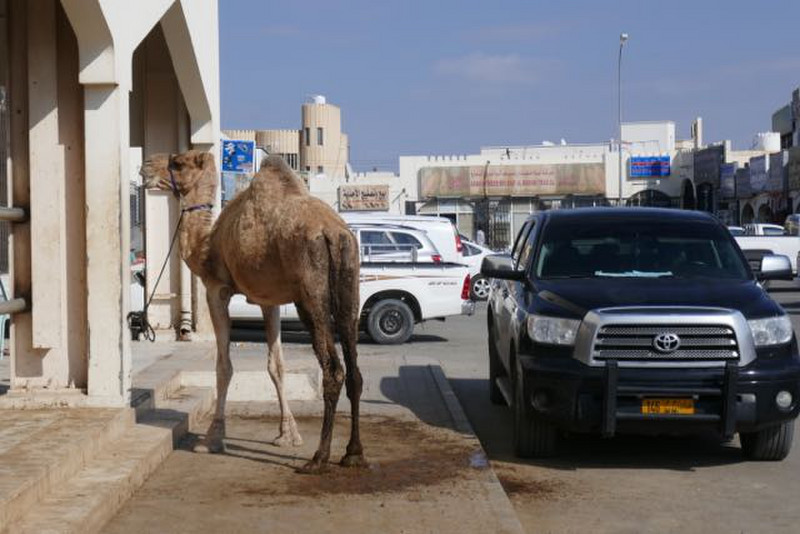 camel and car parking, Sinaw