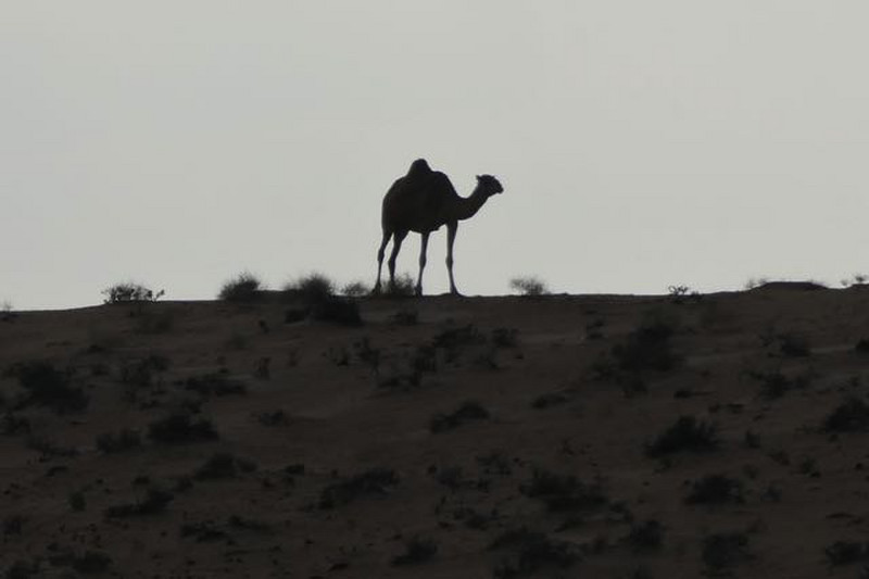 skyline camel, Wahiba Sands