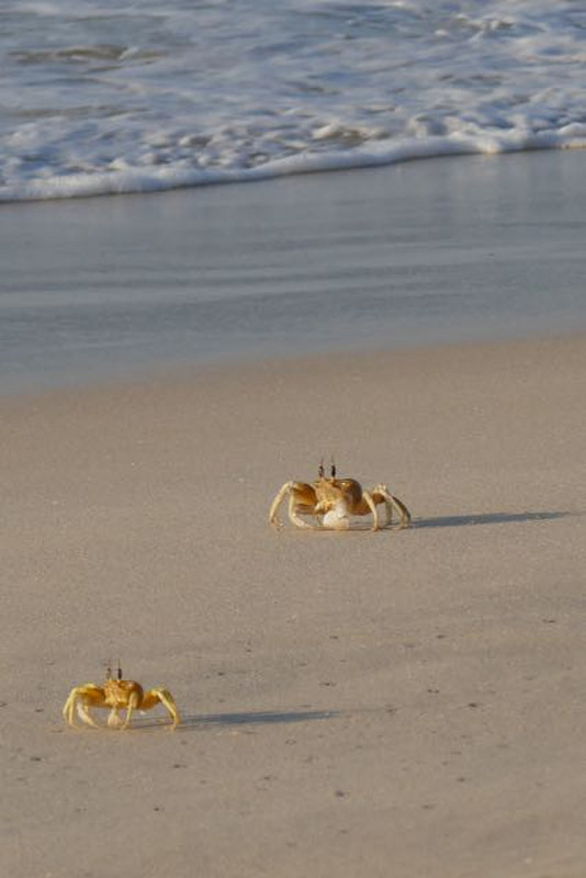 crabs on Ras Madrakah breach