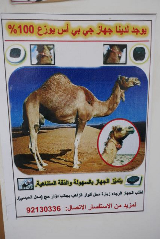 MISSING CAMEL... or an advert for camel GPS