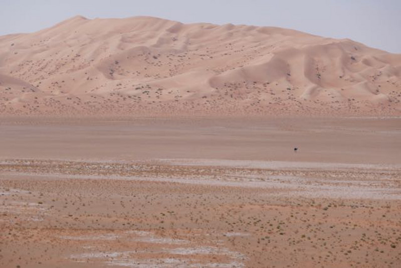 gypsum valley with a lone camel