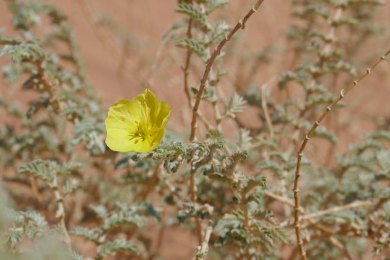valiant flower in the desert