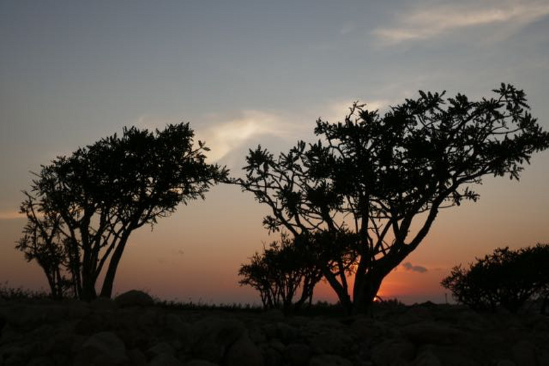 sunset through the frankinsense trees, Salalah