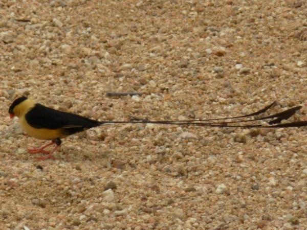 a shaft-tailed whydah