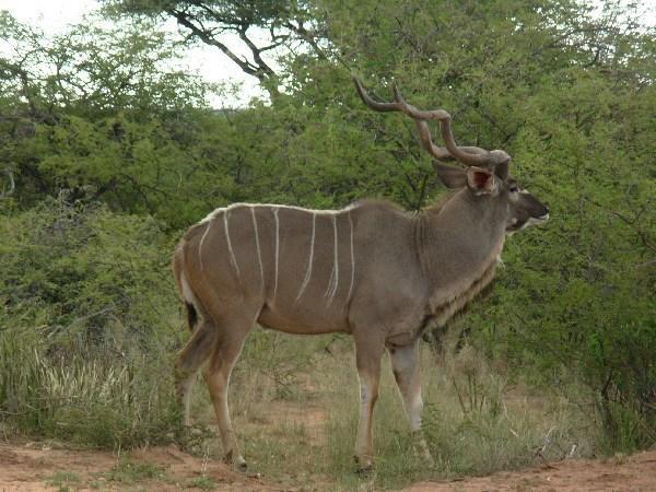 a kudu stag