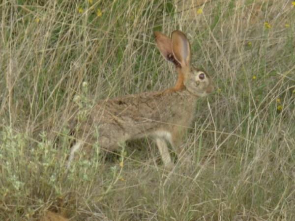 a scrub hare