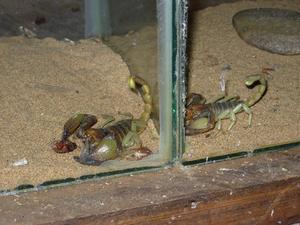 scorpions... the other side of the glass
