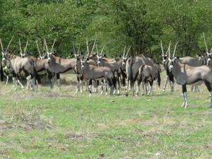 an unusually large herd of gemsbok