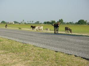 donkeys in Ovamoland