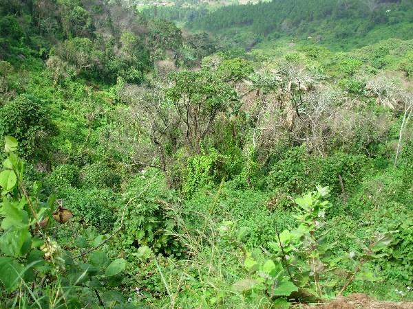vegetation on Zomba Plateau