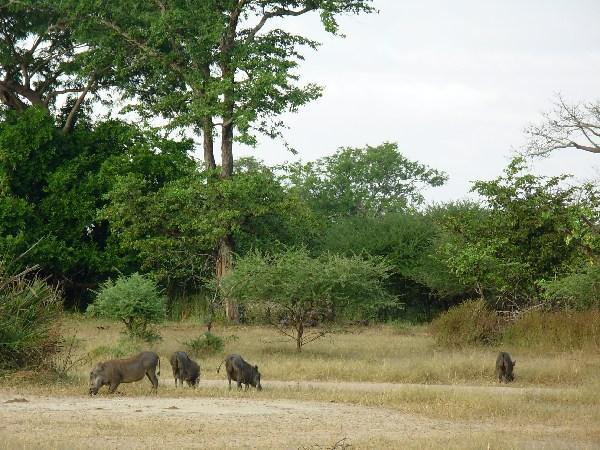 warthog in Liwonde National Park