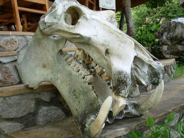 hippo skull at Mvuu Lodge