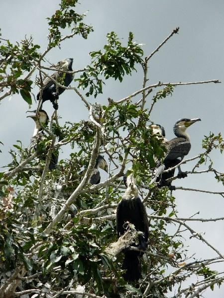 white-breasted cormorant colony