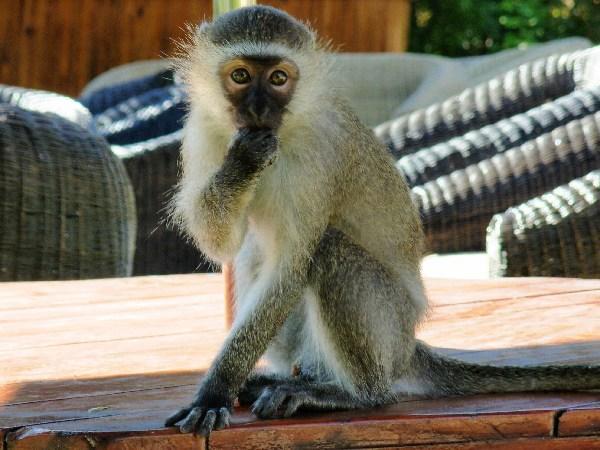 my vervet monkey friend