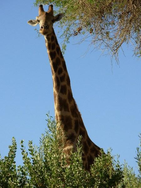 ultra chilled-out giraffe