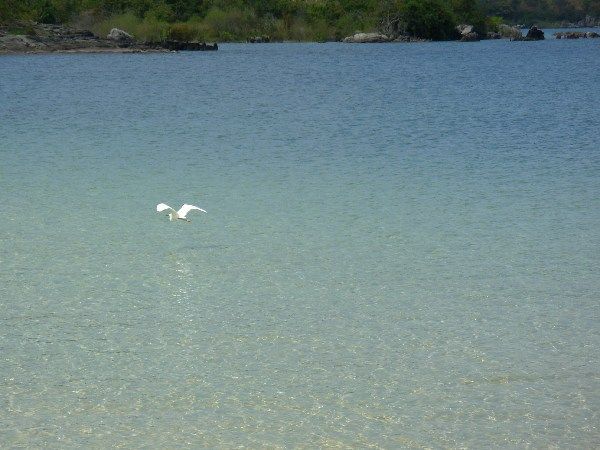 egret flying off