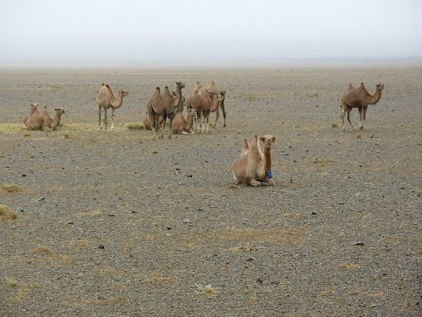 first view of camels in the Gobi