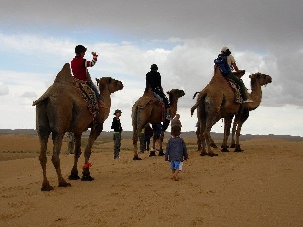 camels at Moltzog Els