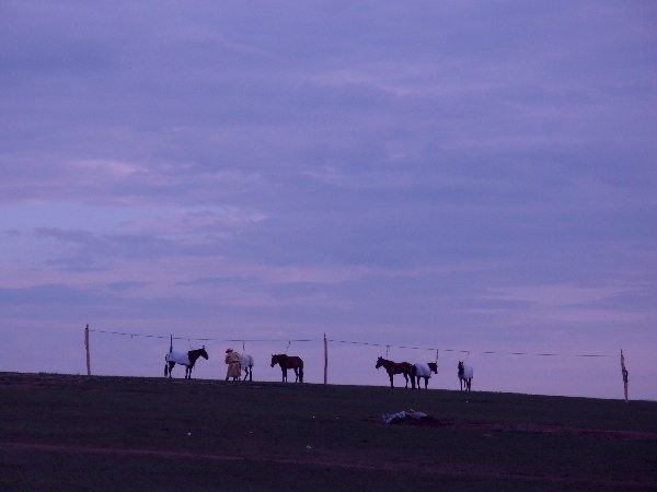 the horses at dawn