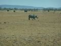 black rhino in Etosha