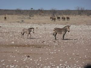 mountain zebra in western Etosha 