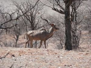kudu bull in Hobatere 