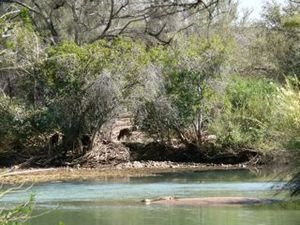crocodile on an island in the Kunene river near Swartbooi