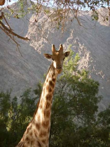 giraffe in the Hoanib